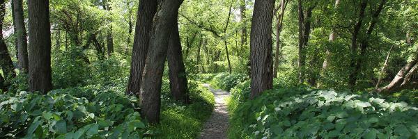 A stewarded recreational trail at the Intervale in Burlington, Vermont. Photo: Duncan Murdoch, Intervale Center Woodland trail in a lush green wetland forest